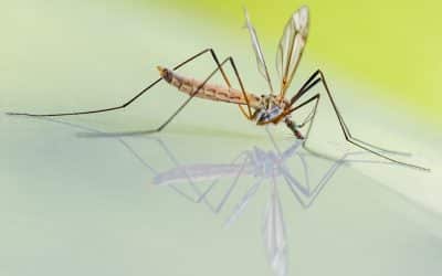 Les « seringues volantes », ou la vaccination par des moustiques